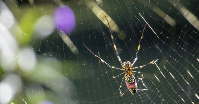 What are Joro spiders, and how can they help in agriculture?